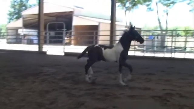 C C Rider --Pinto Friesian смотреть онлайн