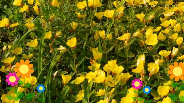 Энотера волосистая Йеллоу Фелла. Краткий обзор, описание oenothera pilosella Yella Fella смотреть онлайн