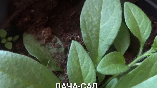 Выращивание ампельной петунии(пикировка) смотреть онлайн