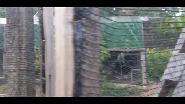 Один день из жизни поселения. или кому Боливия, а кому дом родной :) смотреть онлайн