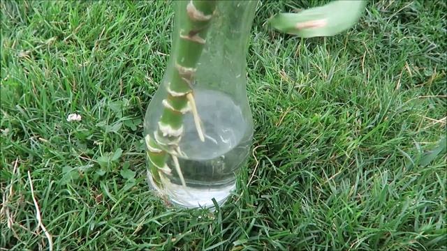 Мои экзотические растения: каламондин, ананасы, калоцедрусы, тамарилло 13 смотреть онлайн