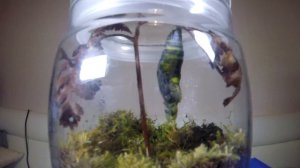 Бабочки  Рождение бабочки из куколки  Таймлапс видео