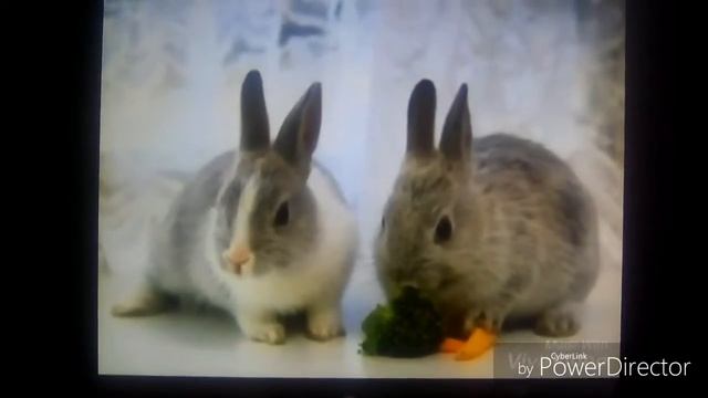 Топ самых популярных грызунов смотреть онлайн