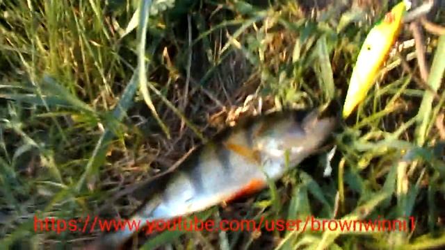 Лучшие воблеры для ловли окуня и щуки смотреть онлайн