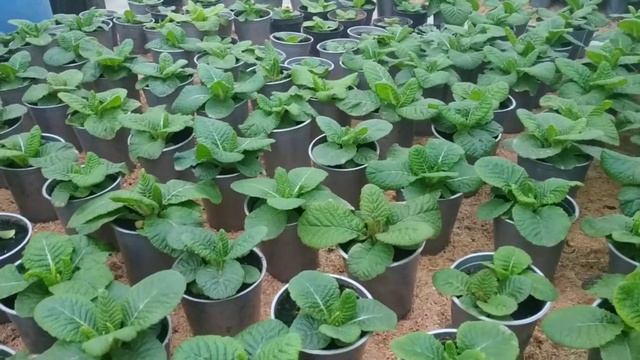 Примула обзор теплицы смотреть онлайн