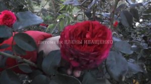 Роза Алан Сушон (Alain Souchon). РЕЗУЛЬТАТЫ ИСПЫТАНИЙ