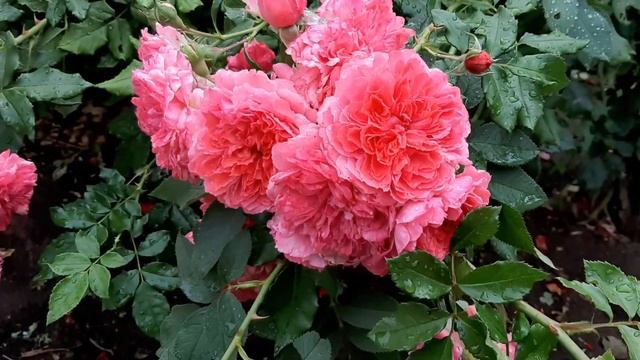 Как я готовлю розы к зимовке. Перенесут даже лютые морозы. Тонкости подготовки к зиме смотреть онлайн