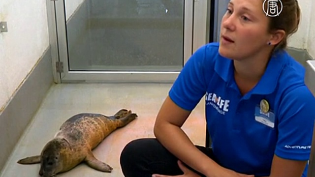 Двух тюленят спасли от голодной смерти в Бельгии смотреть онлайн