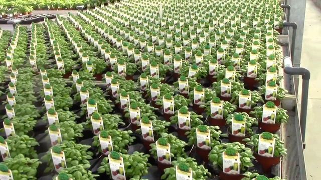 D S Cole Growers Week 31 2017 смотреть онлайн