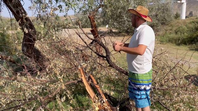 Сочный Рецепт Говяжьих Внутренностей!? Как Вкусно Приготовить Коровью Печень? смотреть онлайн