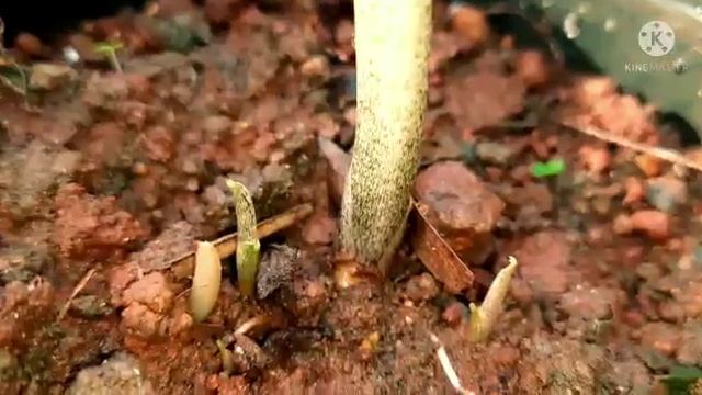Caladium/Heart of Jesus / Angel wings /elephant ear plant propagation смотреть онлайн