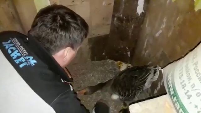 вылупляются гусята смотреть онлайн