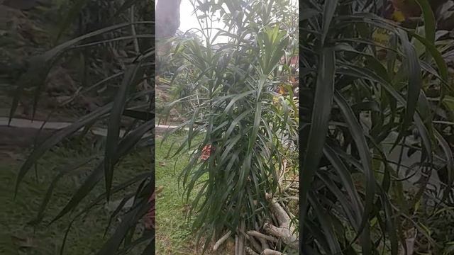 Suji Hijau (Dracaena angustilofia) смотреть онлайн