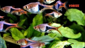 Расбора клинопятнистая, гетероморфа, разведение, содержание, кормление. Клиновидная.