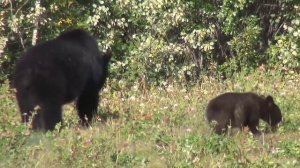 Звуки медведя для детей