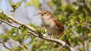 Весна в лесу