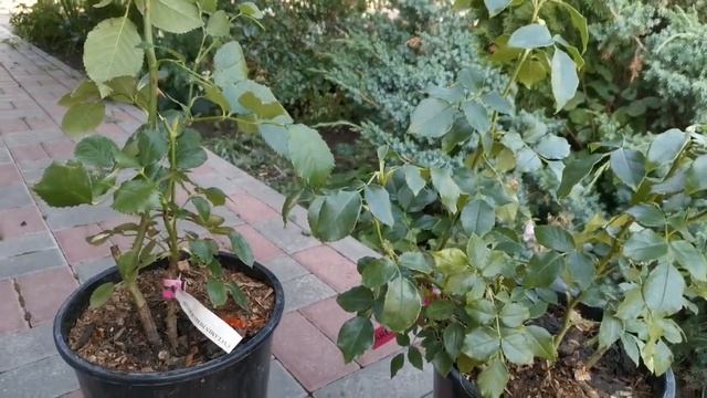 Урааа!! Наконец мой долгожданный Цикломен Пьер де Ронсар и Эирбраш смотреть онлайн
