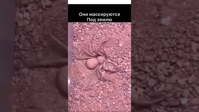 ВОТ ПОЧЕМУ НЕЛЬЗЯ ХОДИТЬ БОСИКОМ смотреть онлайн