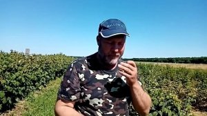 Малина Феномен