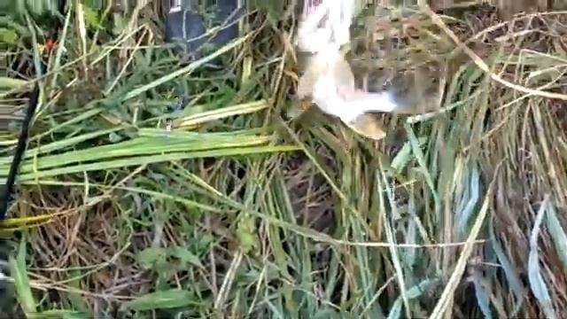 Первая щука !!!!!! Позитивно !!!!!!! смотреть онлайн