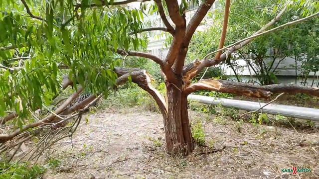 Жесть! Молния ударила в дерево и расколола на куски. смотреть онлайн