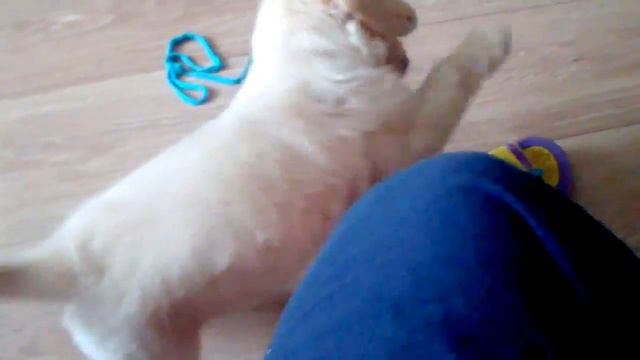 Retriever puppy - Slippers War / КаК щенок ретривера с тапком воевал смотреть онлайн