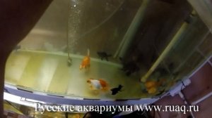 Разведение золотой рыбки. Практика.