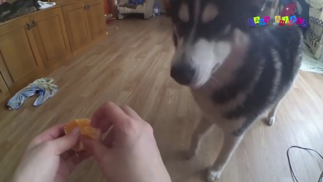 Приколы про собак. Приколы с собаками. #2 смотреть онлайн