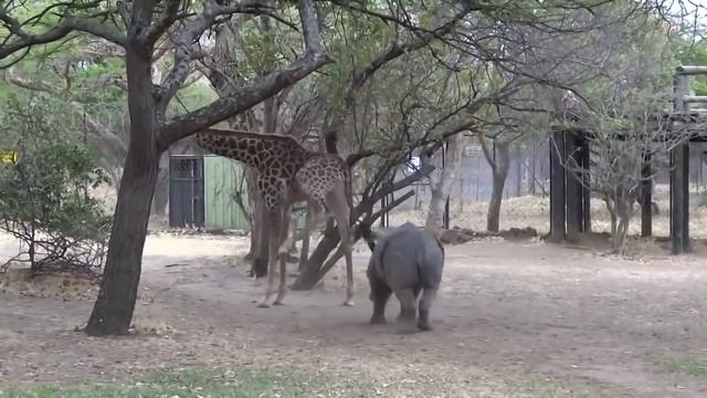 Giraffe Against Rhino - Не раздражай жирафа, жираф против носорога || SF