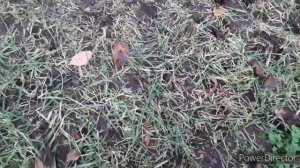 Рожь. Срезка зелени под корень на мульчу для весны и лета.