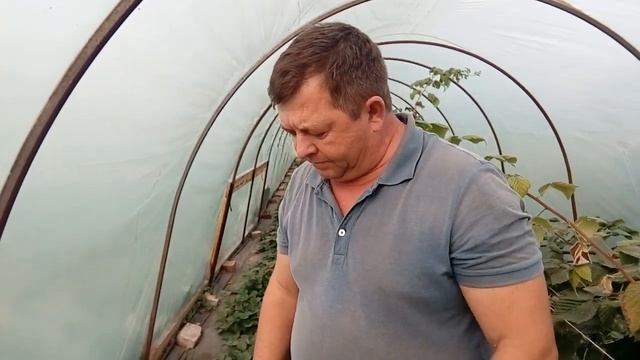 Клубника Альбион: итоги плодоношения в балаганах осенью смотреть онлайн
