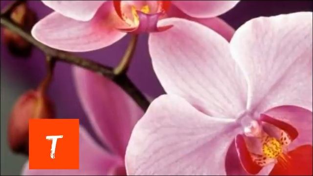 Сотрудничество людей и ментальных инженеров. смотреть онлайн