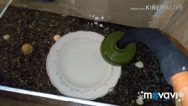 Vlog:Поехали за 100-120литровым аквариумом.Запуск аквариума,садем растения набираем воду!! смотреть онлайн