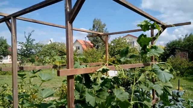 Мое тыквенное поле!!! смотреть онлайн