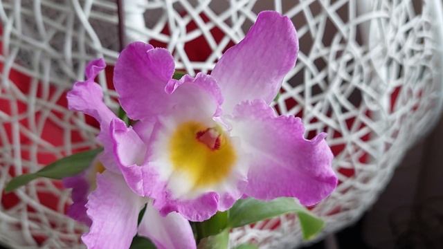 Dendrobium Nobile  Крупный Ароматный