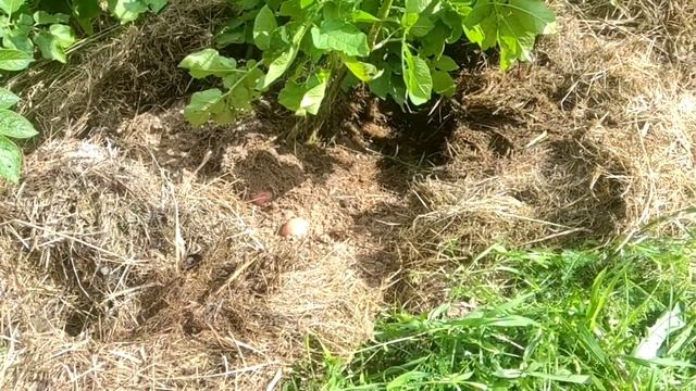 Как подрыть молодую картошку, не испортив куст