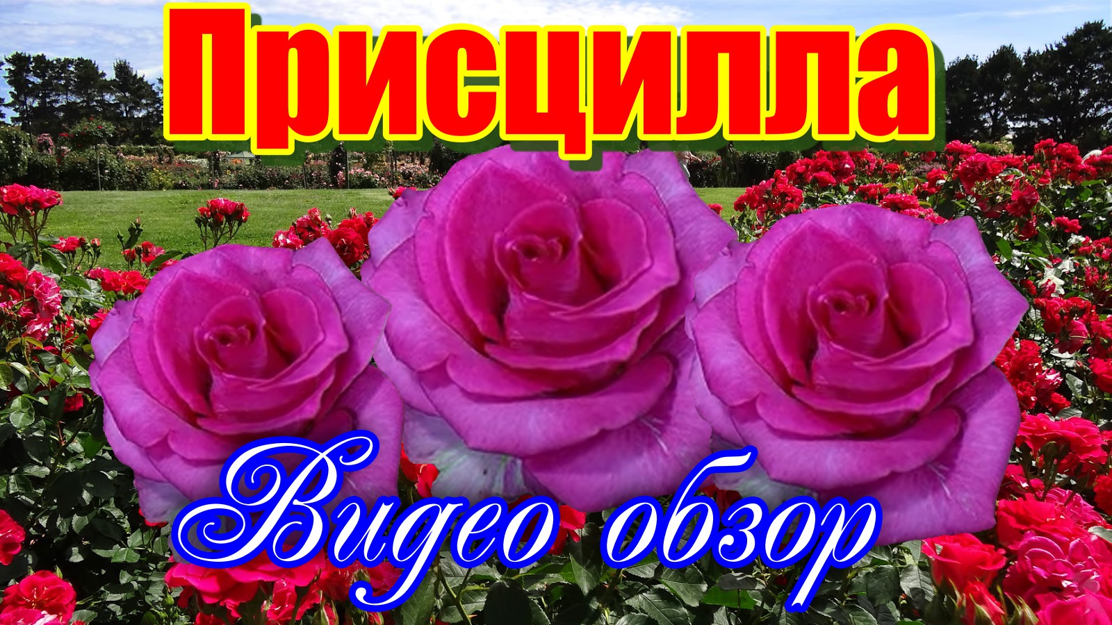 Обзор розы Присцилла (Чайно гибридная) - Priscilla (Эквадор) смотреть онлайн