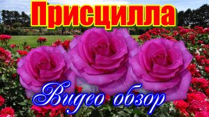 Обзор розы Присцилла  (Чайно гибридная) - Priscilla (Эквадор)