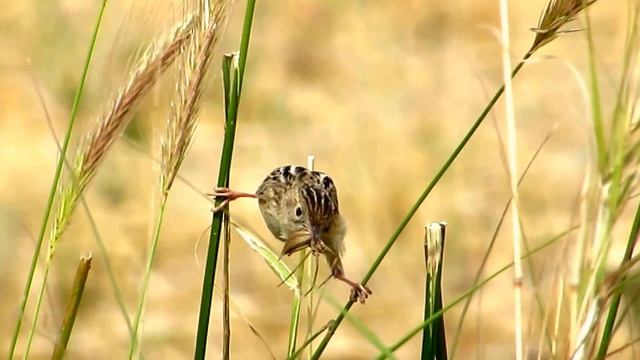 Zitting Cisticola - with spider - (Cisticola juncidis) - Cyprus смотреть онлайн