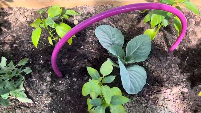 Теплица помидоры перцы смотреть онлайн