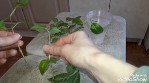 ФУКСИЯ. Черенкуем фуксию. Размножение фуксии.