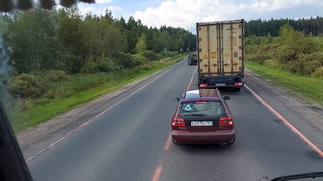 Whimsical Whiskered Wonders