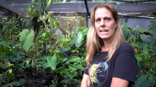 NSE Tropicals Tour — Philodendron, Anthurium, and more! — Plant One On Me — Ep. 095 смотреть онлайн
