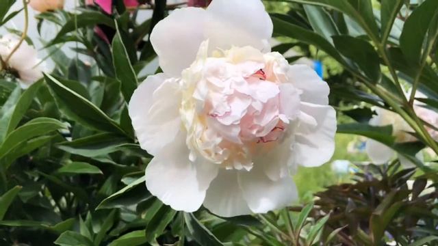 Летние цветы июнь 2020 смотреть онлайн