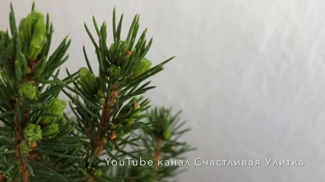 Елочка дома 3 месяца ОТЧЕТ // Picea glauca Conica // Пицея глаука Коника смотреть онлайн
