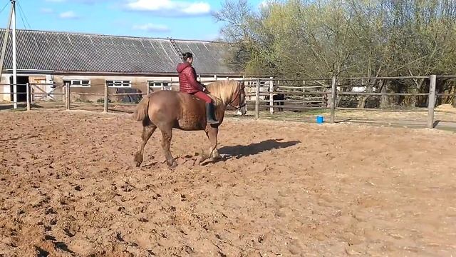 Ну очень толстый конь смотреть онлайн