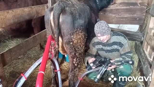 Тест универсального доильного аппарата "Melasty".КРС+МРС смотреть онлайн