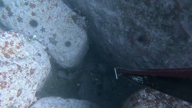 Темный окунь, хотел удрать но передумал. смотреть онлайн