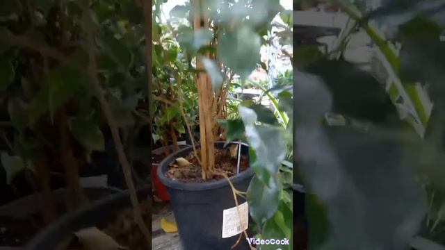 Цены в ОBI,на фикусы смотреть онлайн