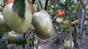 Сорт томата Розовая подушка! Подробный обзор